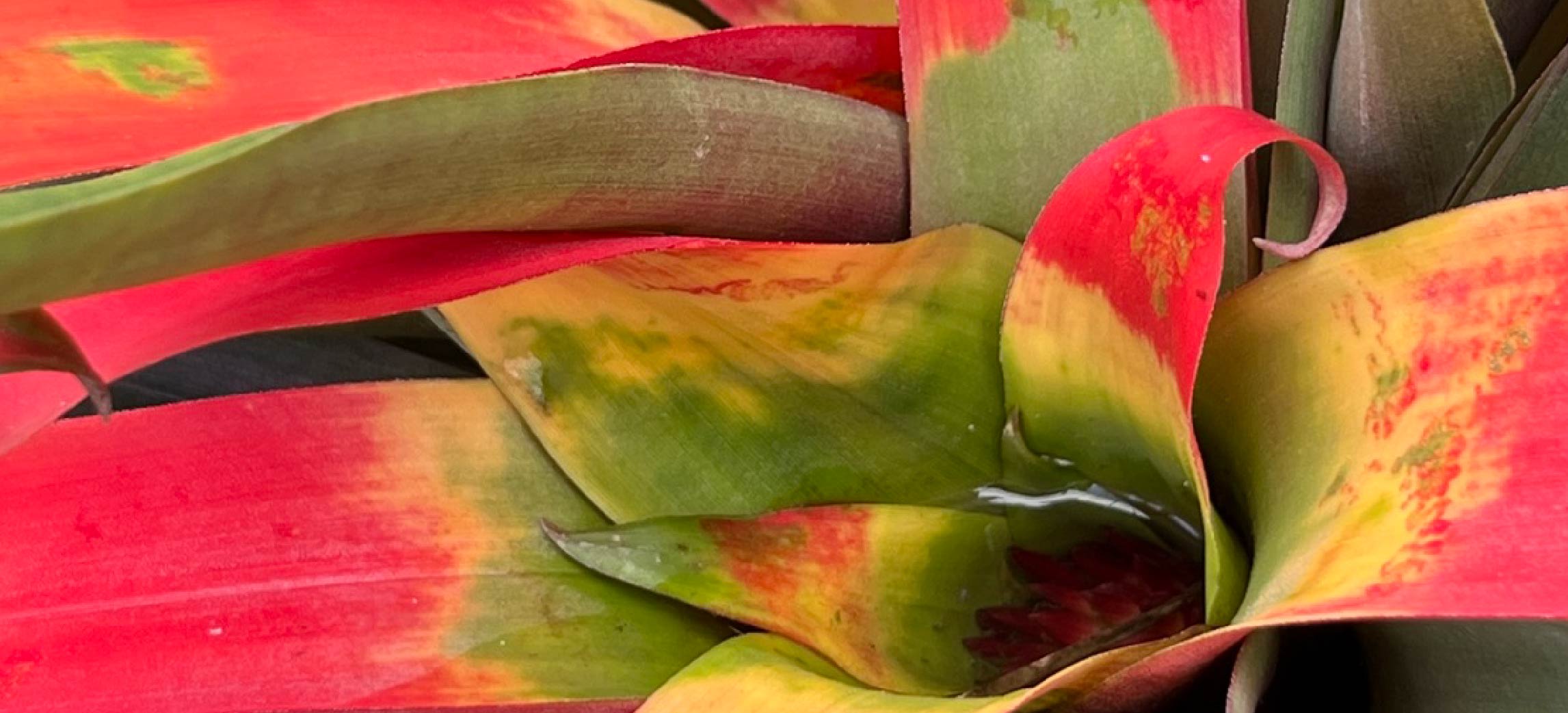 Tropical foliage in greenhouse