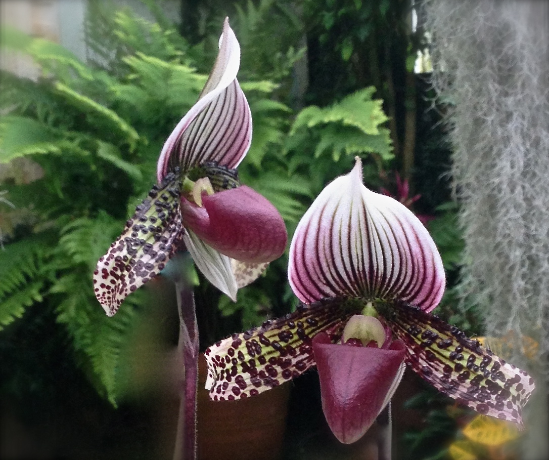 Purple orchid macro